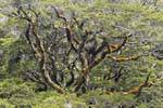 Tree covered with lichens to Lake Gunn, Road to Milford Sound Te Anau, Southland, New Zealand.