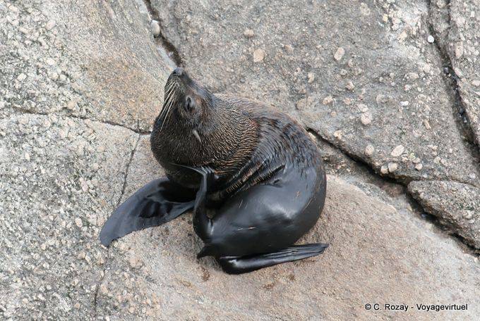 Fur Seal scratching in Tauranga, Cape Foulwind, Westcoast - New Zealand