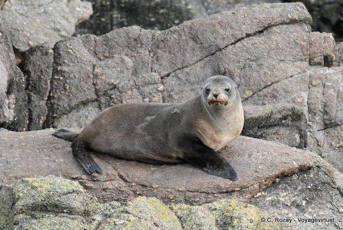 Female sea lion resting on a rock, Cape Foulwind, Tauranga - New Zealand