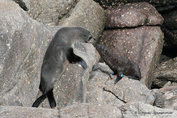 Mother and daughter reunion Arctocephalus forsteri, Cape Foulwind, Tauranga Bay - New Zealand