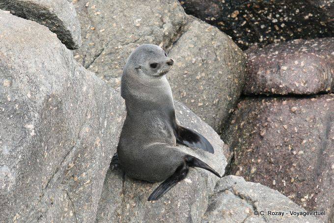 Gray fur on rock, Cape Foulwind, Tauranga bay, Westcoast - New Zealand