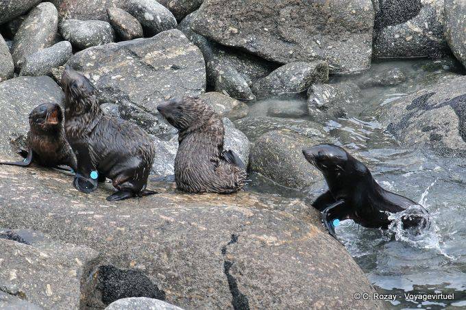 Game young fur seals, Cape Foulwind, Tauranga, Westcoast - New Zealand