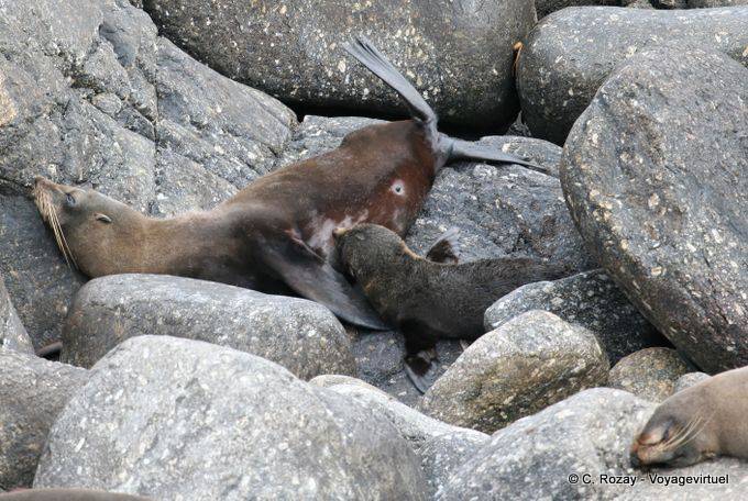 Small sea lion trying to suck his mother, Cape Foulwind, Tauranga, Westcoast - New Zealand