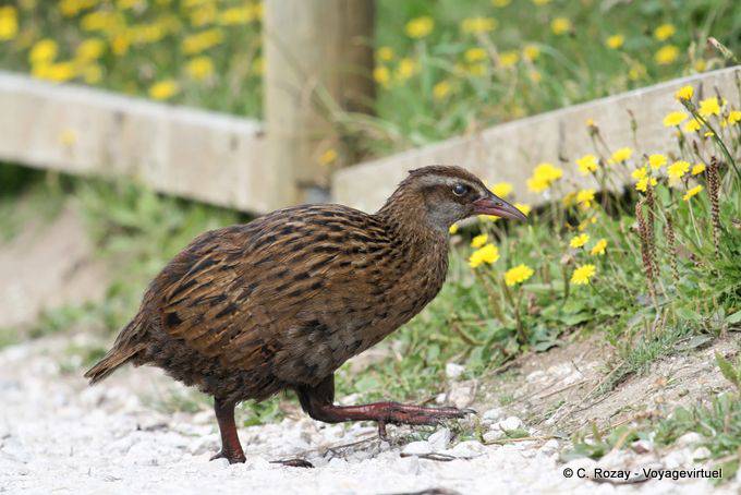 A Weka of the family Rallidae, Cape Foulwind, Westcoast - New Zealand