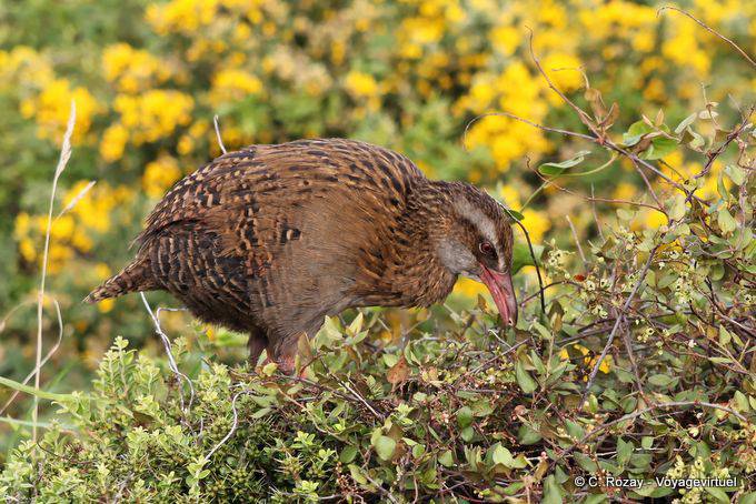 Woodhen (Weka, Gallirallus australis), Cape Foulwind, Westcoast - New Zealand