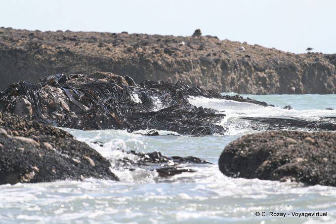 Algae Durvillaea antarctica battered by the ocean, Paparoa Between Woodpecker And Hatters Bay, Westcoast - New Zealand