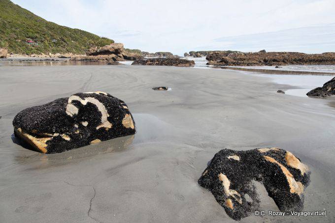 Exposed at low tide, Paparoa Between Woodpecker And Hatters Bay, Westcoast - New Zealand