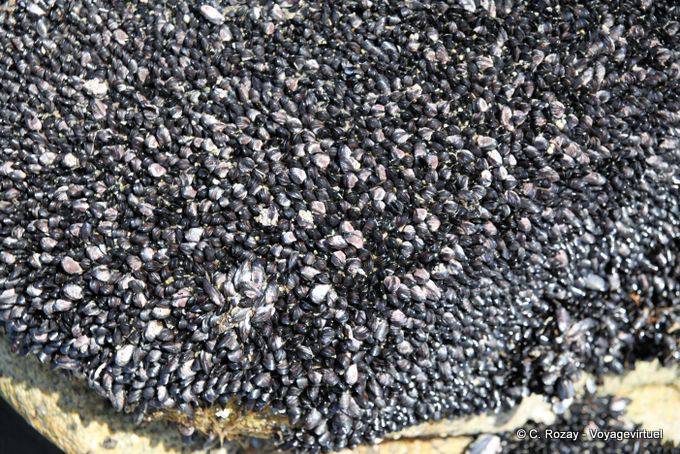 Collection of small mussels stuck to a rock, Paparoa Between Woodpecker And Hatters Bay, Westcoast - New Zealand