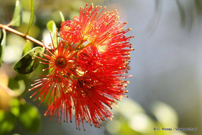 Sub-tropical flower on the track, Paparoa Park, Truman Track, Westcoast - New Zealand
