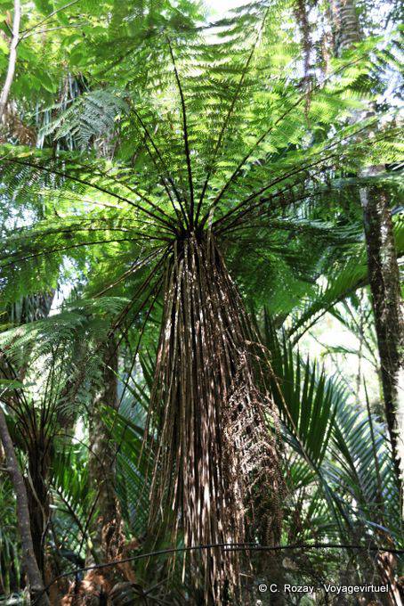 Under the tree fern, Paparoa Park, Truman Track, Westcoast - New Zealand