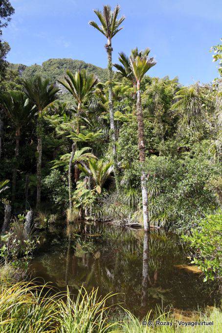 Nikau palms and black mare, Paparoa Park, Truman Track, Westcoast - New Zealand