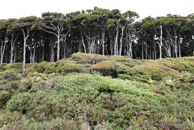 Forest Kahikatea, Ship Creek, Westcoast - New Zealand