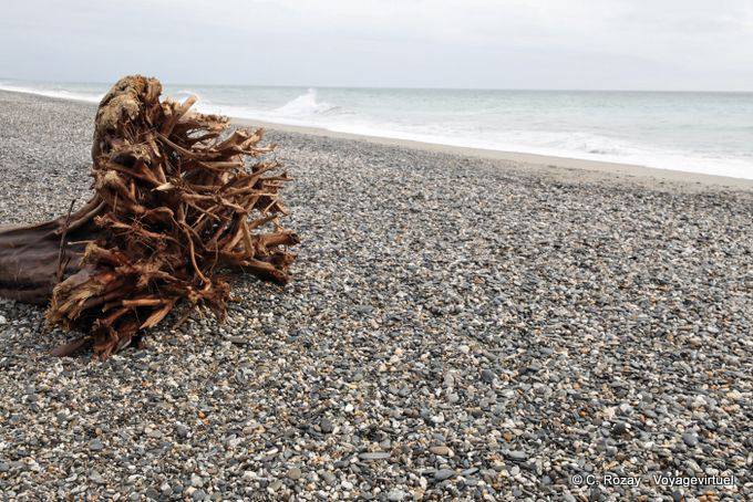 Roots and waves, Ship Creek, Westcoast - New Zealand
