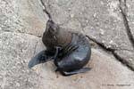 Fur Seal scratching in Tauranga, Cape Foulwind, Westcoast, New Zealand.