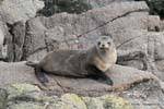 Female sea lion resting on a rock, Cape Foulwind, Tauranga, New Zealand.