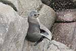 Gray fur on rock, Cape Foulwind, Tauranga bay, Westcoast, New Zealand.