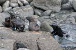Game young fur seals, Cape Foulwind, Tauranga, Westcoast, New Zealand.