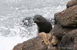 Rise in the foam, Cape Foulwind, Tauranga bay, Westcoast, New Zealand.