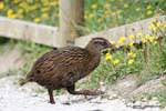 A Weka of the family Rallidae, Cape Foulwind, Westcoast, New Zealand.