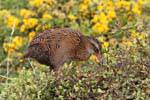 Woodhen (Weka, Gallirallus australis), Cape Foulwind, Westcoast, New Zealand.