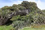 Natural rock bridge Paparoa Between Woodpecker And Hatters Bay, Westcoast, New Zealand.