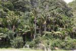 Sub-tropical forest of ferns, palms and nikau rimu, Paparoa Between Woodpecker And Hatters Bay, Westcoast, New Zealand.
