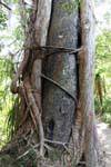 Tree trunk in the sub-tropical forest, Paparoa Park, Truman Track, Westcoast, New Zealand.
