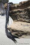 Kelp on rock, Paparoa Park, Truman Track, Westcoast, New Zealand.