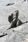 Rock formation on the beach, Paparoa Park, Truman Track, Westcoast, New Zealand.