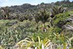 Nikau palms, Punakaiki, Westcoast, New Zealand.