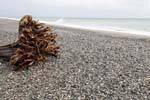 Roots and waves, Ship Creek, Westcoast, New Zealand.