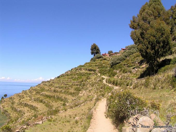 Path between agricultural terraces on a hillside, Isla Taquile, Titicaca -Peru