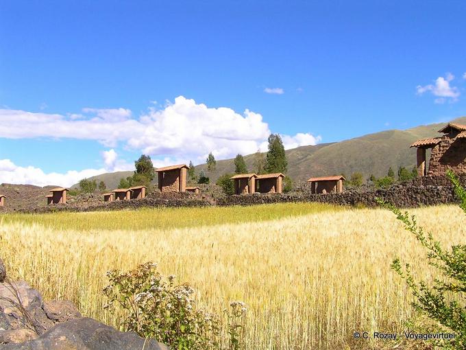 Raq'chi Wiracocha temple and quinoa -Peru