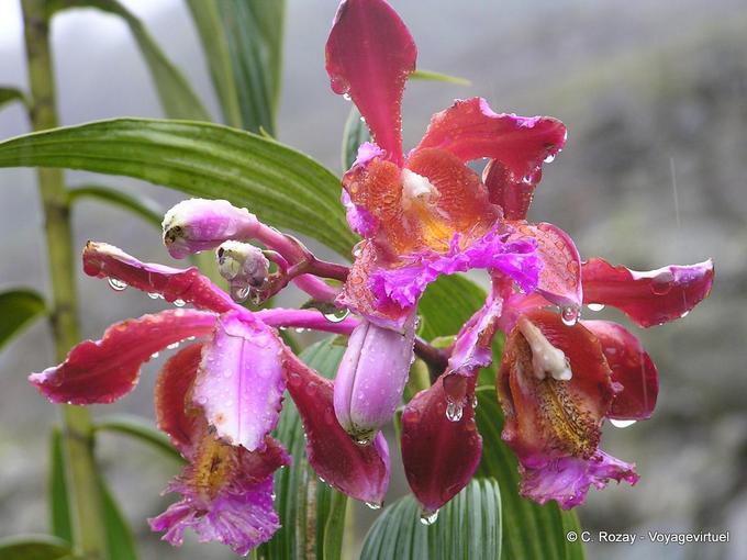 Orchids Sobralia dichotoma, Machu Picchu -Peru