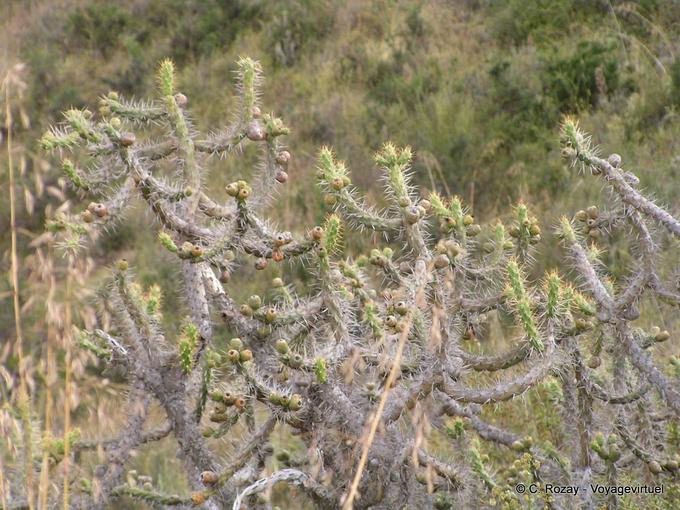 Cactus in Moray -Peru