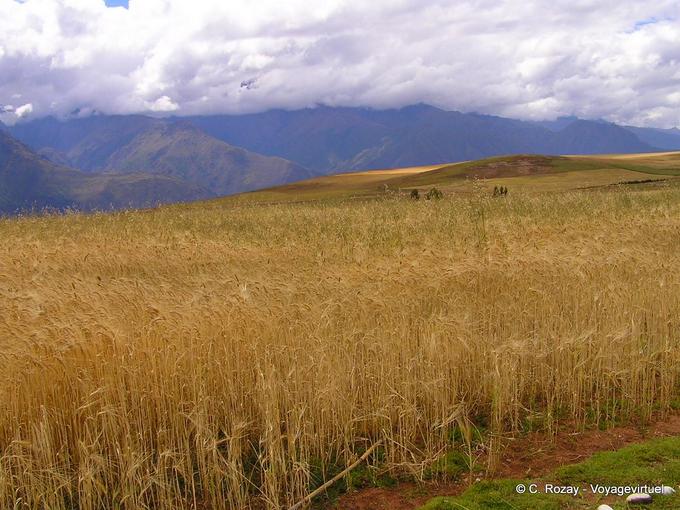 Wheat field, around Moray -Peru