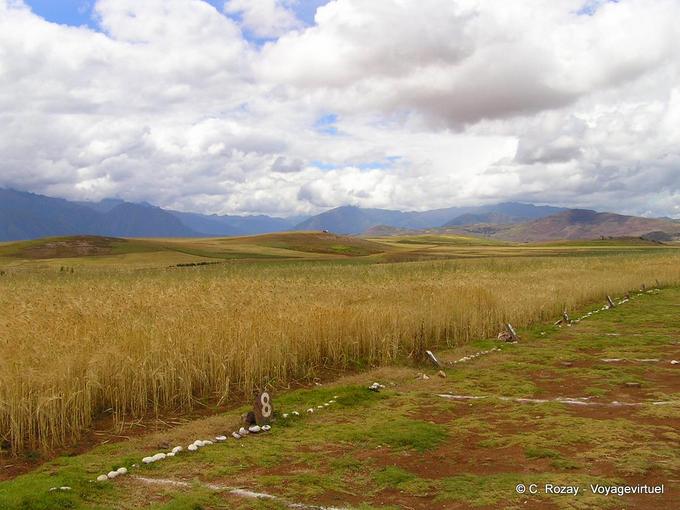 Agriculture coded, Moray -Peru