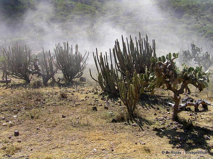 Andean Cactus on the road to Abancay -Peru