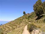 Path between agricultural terraces on a hillside, Isla Taquile, Titicaca, Peru.