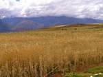 Wheat field, around Moray, Peru.