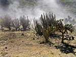 Andean Cactus on the road to Abancay, Peru.
