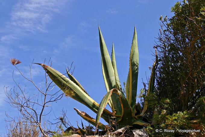 Mediterranean flora, Algarve - Portugal