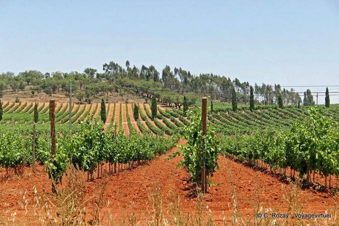 Vineyards in Alto Alentejo, Estremoz - Portugal