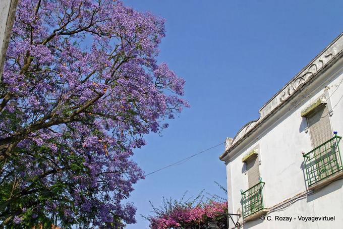 Jacaranda purple tree, Évora - Portugal