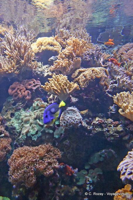 Corals of the Oceanarium of Lisbon - Portugal