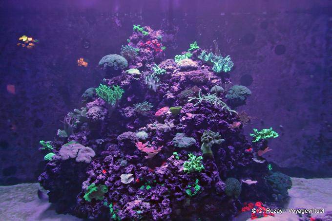 Anemones, corals and jellyfish, Oceanarium, Lisbon - Portugal