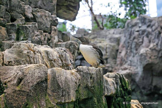 Common Murre, Oceanarium, Lisbon - Portugal