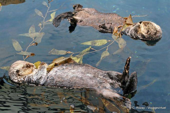 Sea otters, Oceanarium, Lisbon - Portugal