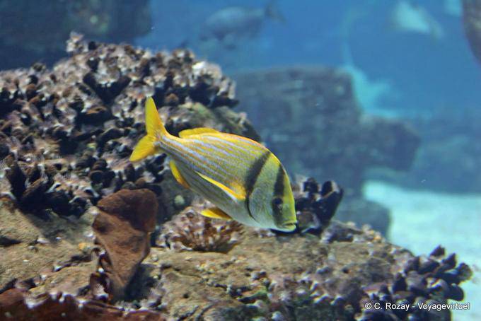 Sargo Peixes Ósseos, Oceanarium, Lisbon - Portugal