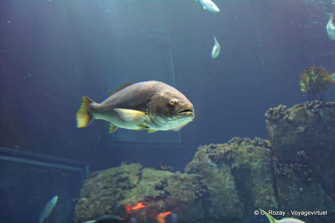 Robalo, Oceanarium, Lisbon - Portugal